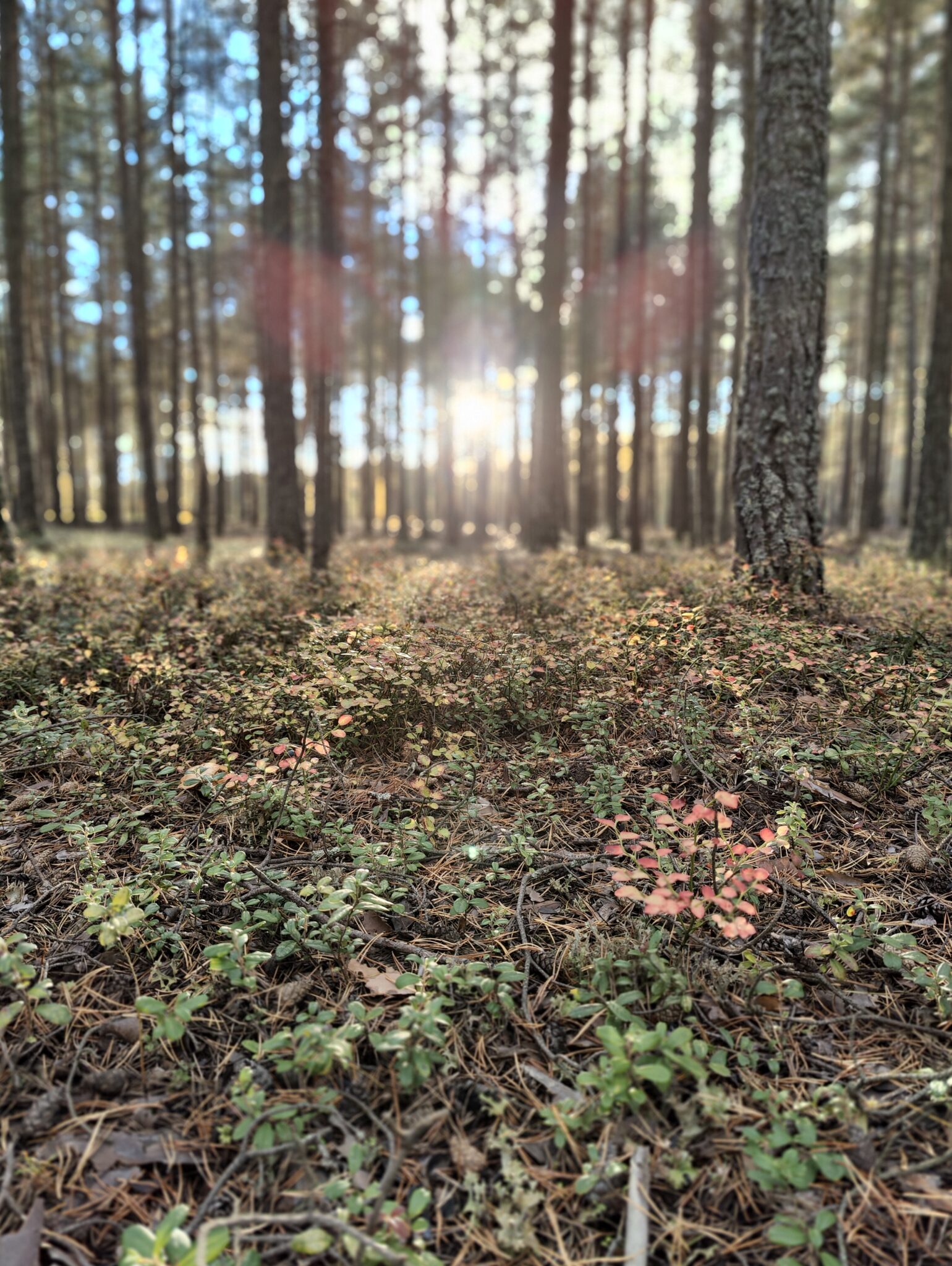 Mäntymetsän aluskasvillisuutta.